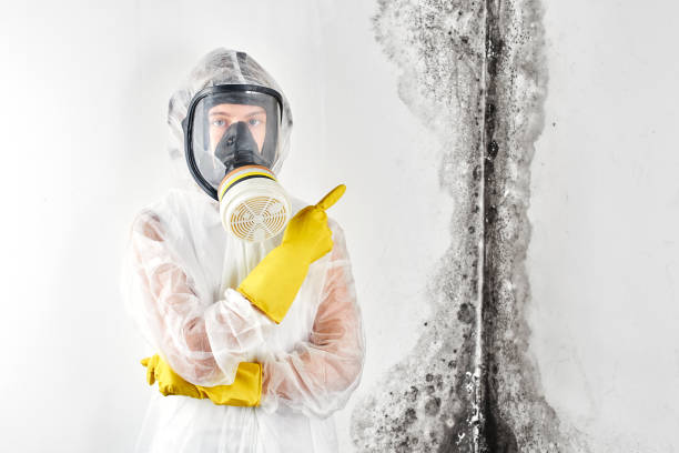 Best Environmental Consulting for Mold Prevention  in Mccla, AL